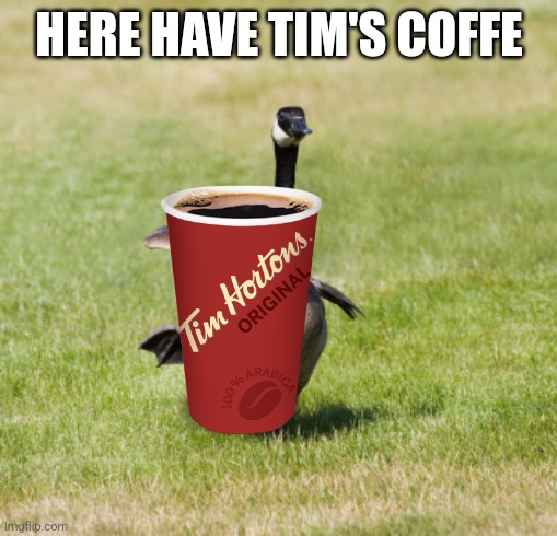 canada goose | HERE HAVE TIM'S COFFE | image tagged in canada goose | made w/ Imgflip meme maker