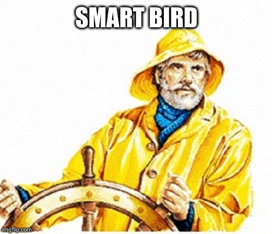 Gortons Fisherman | SMART BIRD | image tagged in gortons fisherman | made w/ Imgflip meme maker