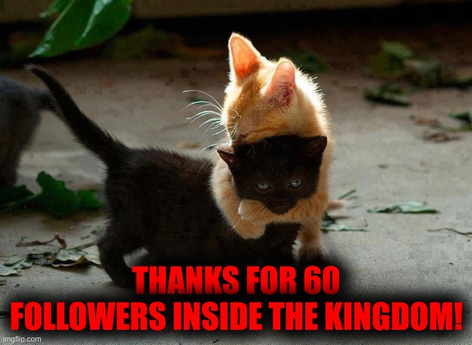 kitten hug | THANKS FOR 60 FOLLOWERS INSIDE THE KINGDOM! | image tagged in kitten hug | made w/ Imgflip meme maker