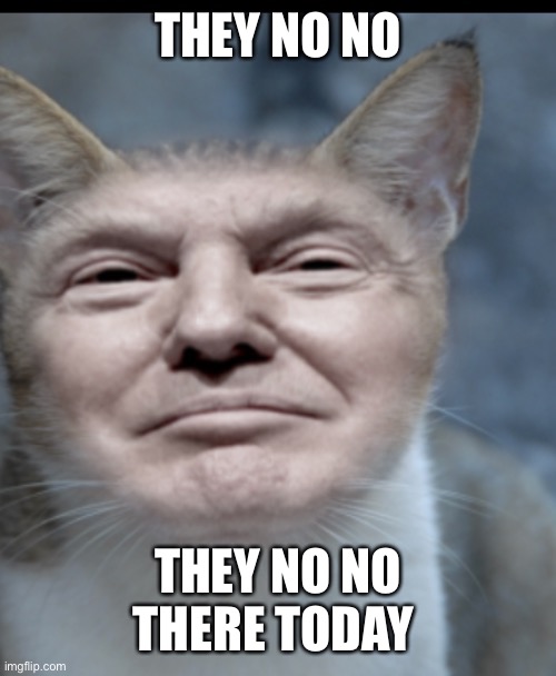 Donald trump cat | THEY NO NO; THEY NO NO THERE TODAY | image tagged in donald trump cat | made w/ Imgflip meme maker