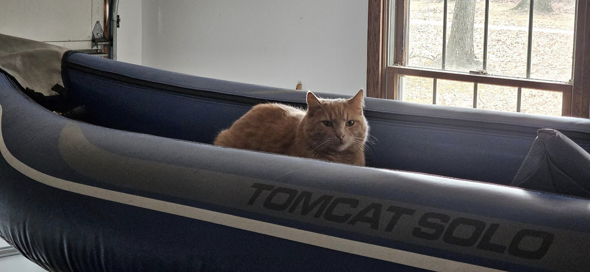 Tomcat Solo Blank Meme Template