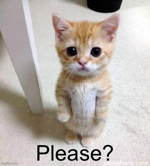 Cute Cat | Please? | image tagged in memes,cute cat | made w/ Imgflip meme maker