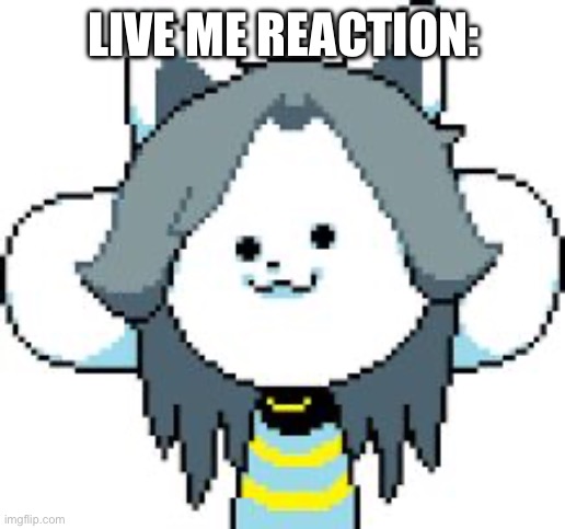 Live tem reaction | LIVE ME REACTION: | image tagged in temmie,live reaction | made w/ Imgflip meme maker