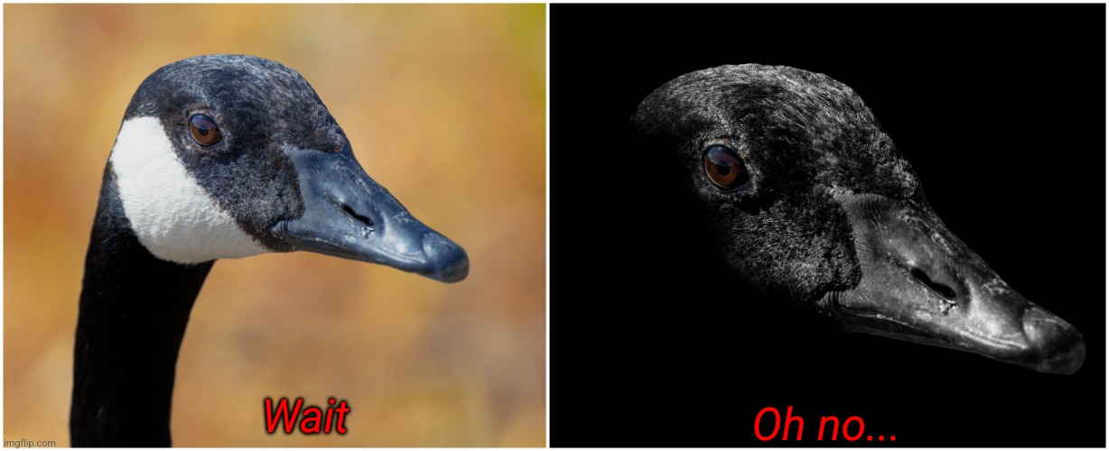 Uncanny goose | Wait Oh no... | image tagged in uncanny goose | made w/ Imgflip meme maker