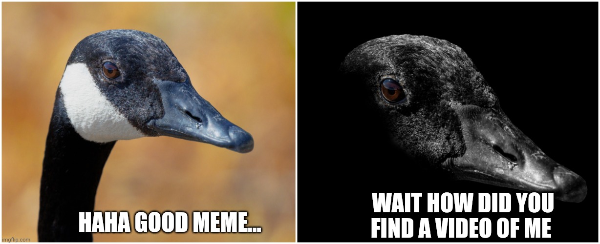 Uncanny goose | HAHA GOOD MEME... WAIT HOW DID YOU FIND A VIDEO OF ME | image tagged in uncanny goose | made w/ Imgflip meme maker