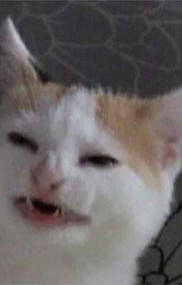 High Quality bruh-catface Blank Meme Template