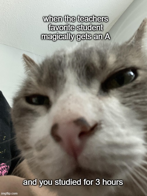 mad-kitty | when the teachers favorite student magically gets an A; and you studied for 3 hours | image tagged in cat,funny,school,favorite kid | made w/ Imgflip meme maker