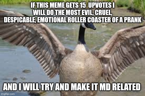 Canada goose | IF THIS MEME GETS 15  UPVOTES I WILL DO THE MOST EVIL, CRUEL, DESPICABLE, EMOTIONAL ROLLER COASTER OF A PRANK; AND I WILL TRY AND MAKE IT MD RELATED | image tagged in canada goose | made w/ Imgflip meme maker