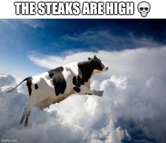 Lol | THE STEAKS ARE HIGH 💀 | image tagged in memes,oh wow are you actually reading these tags,stop,stop it,stop reading the tags,stop it get some help | made w/ Imgflip meme maker