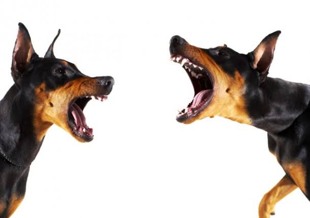 Quarrelling Mutts Blank Meme Template