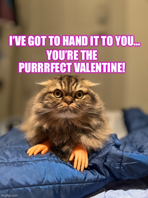 I’ve got to hand it to you, you’re the purrfect valentine | YOU’RE THE PURRRFECT VALENTINE! I’VE GOT TO HAND IT TO YOU… | image tagged in cat,valentine,valentine card,pun,cat pun | made w/ Imgflip meme maker