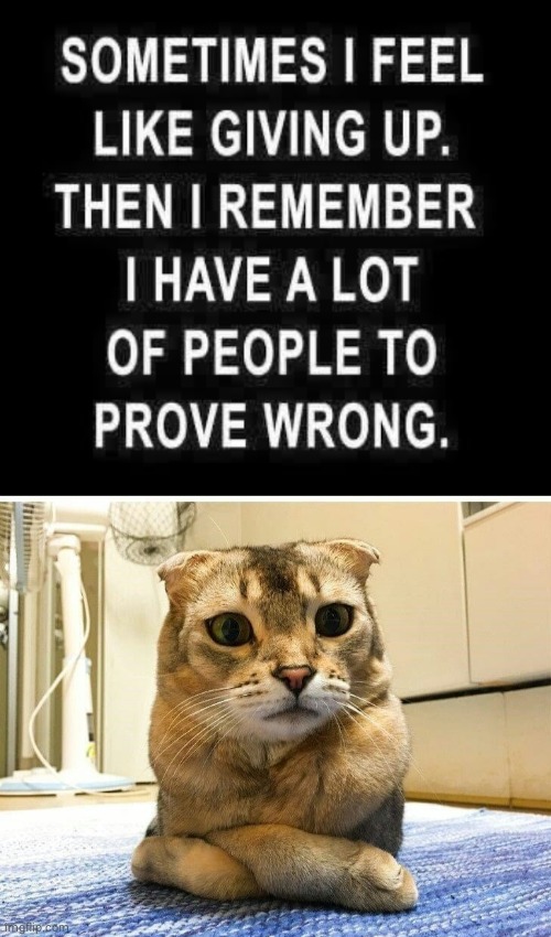 Prove em wrong | image tagged in cat | made w/ Imgflip meme maker
