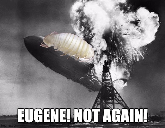 Making a New Trend | EUGENE! NOT AGAIN! | image tagged in hindenburg | made w/ Imgflip meme maker