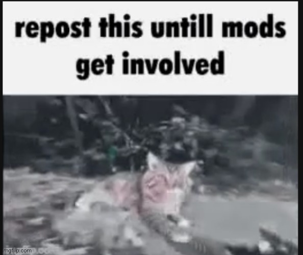 Repost until mods | image tagged in repost this,grumpy cat not amused | made w/ Imgflip meme maker