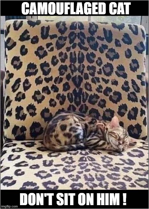 Please Be Careful ! | CAMOUFLAGED CAT; DON'T SIT ON HIM ! | image tagged in cats,camouflage,be careful | made w/ Imgflip meme maker