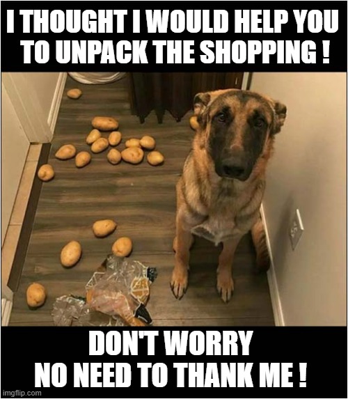 A Useful Dog ? | I THOUGHT I WOULD HELP YOU
 TO UNPACK THE SHOPPING ! DON'T WORRY
NO NEED TO THANK ME ! | image tagged in dogs,potatoes,shopping | made w/ Imgflip meme maker