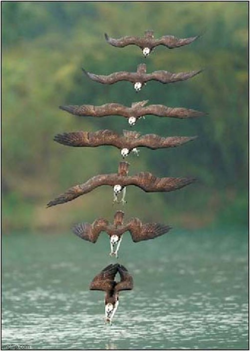 Synchronized Osprey Diving Team ! | image tagged in birds,osprey,diving,photoshop | made w/ Imgflip meme maker