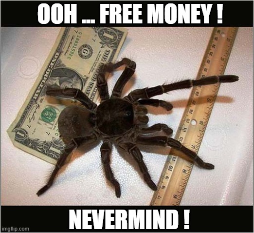 Slightly Conflicted ? | OOH ... FREE MONEY ! NEVERMIND ! | image tagged in cash,spider,choices,dark humour | made w/ Imgflip meme maker