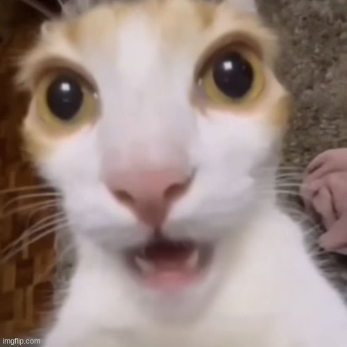 cat | image tagged in cat | made w/ Imgflip meme maker