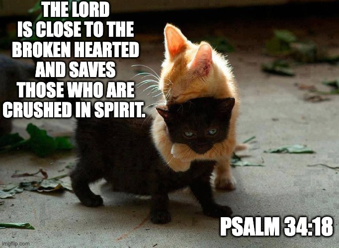 kitten hug | THE LORD IS CLOSE TO THE BROKEN HEARTED AND SAVES THOSE WHO ARE CRUSHED IN SPIRIT. PSALM 34:18 | image tagged in kitten hug,bible,bible verse,encouragement,remember,jesus | made w/ Imgflip meme maker