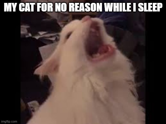 Screamin cat | MY CAT FOR NO REASON WHILE I SLEEP | image tagged in screamin cat | made w/ Imgflip meme maker