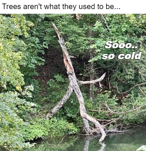 Trees aren't what they used to be... Sooo.. so cold | image tagged in funny,nature | made w/ Imgflip meme maker