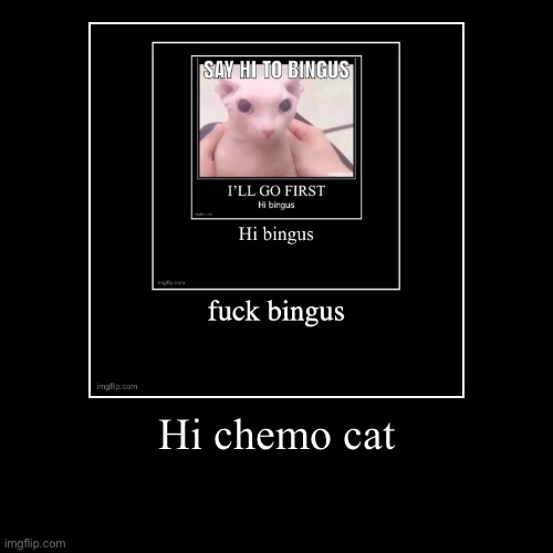 Hi chemo cat | | image tagged in funny,demotivationals | made w/ Imgflip demotivational maker