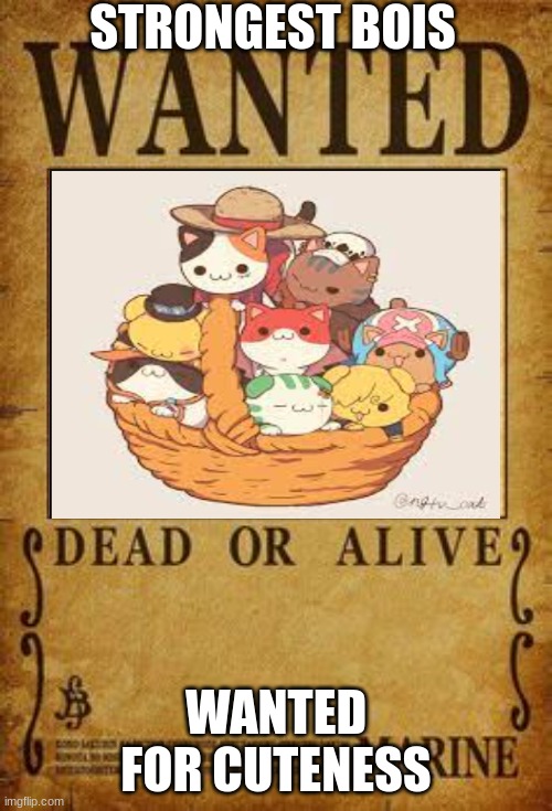 strongest bois | STRONGEST BOIS; WANTED FOR CUTENESS | image tagged in dead or alive,cats,one piece,anime | made w/ Imgflip meme maker