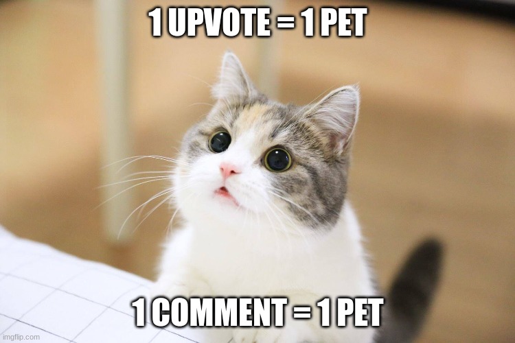 cute cat | 1 UPVOTE = 1 PET; 1 COMMENT = 1 PET | image tagged in cute cat,memes,funny,cats | made w/ Imgflip meme maker