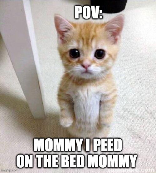 Cute Cat | POV:; MOMMY I PEED ON THE BED MOMMY | image tagged in memes,cute cat | made w/ Imgflip meme maker