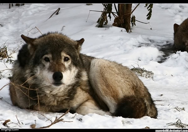 sad wolf | image tagged in sad wolf | made w/ Imgflip meme maker