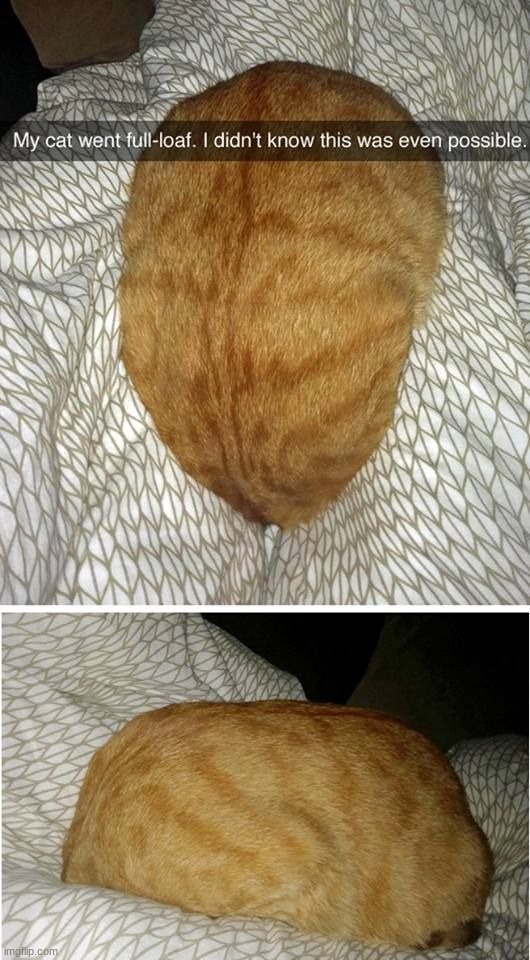He has become loaf | made w/ Imgflip meme maker