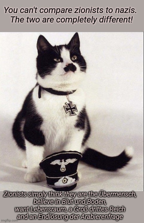 This #lolcat wonders how nazis and zionists are different | You can't compare zionists to nazis. 

The two are completely different! Zionists simply think they are the Übermensch, 
believe in Blut und Boden, 
want Lebensraum, a Groß drittes Reich 
and an Endlösung der Arabierenfrage | image tagged in nazis,zionists,zionism,never again,think about it | made w/ Imgflip meme maker