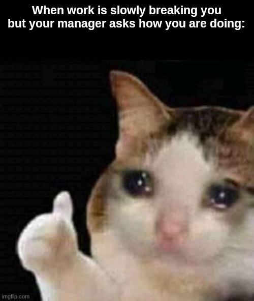 sad thumbs up cat | When work is slowly breaking you but your manager asks how you are doing: | image tagged in sad thumbs up cat,cats,memes,funny,sad | made w/ Imgflip meme maker