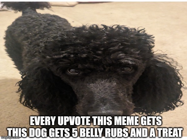 Insert title here | EVERY UPVOTE THIS MEME GETS THIS DOG GETS 5 BELLY RUBS AND A TREAT | image tagged in cute,dogs | made w/ Imgflip meme maker