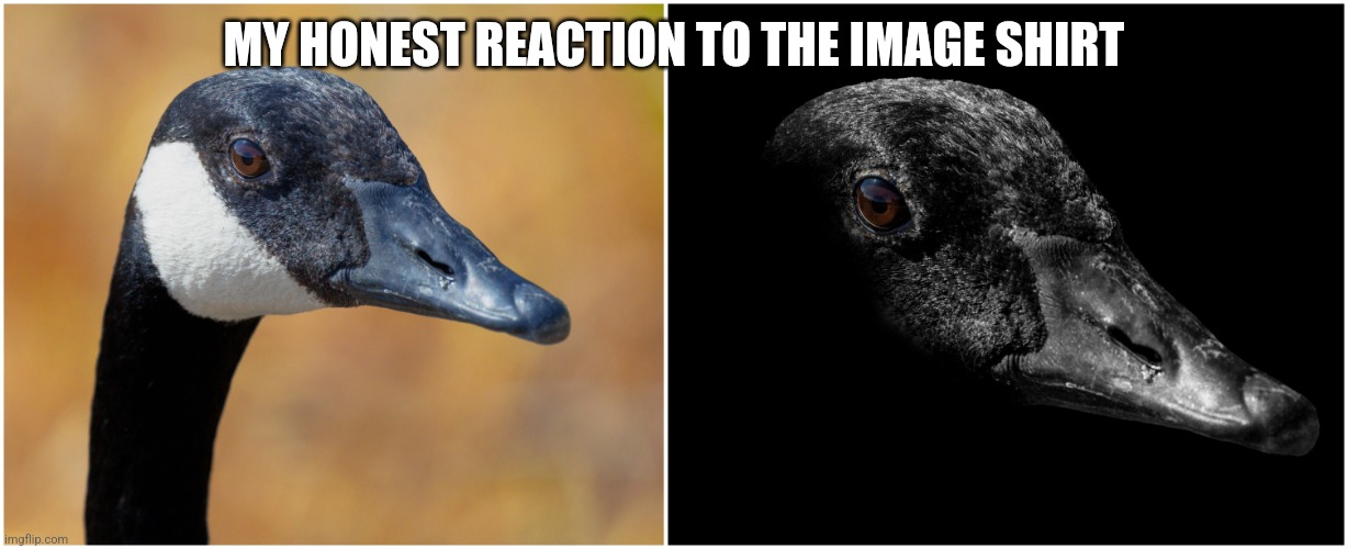 Uncanny goose | MY HONEST REACTION TO THE IMAGE SHIRT | image tagged in uncanny goose | made w/ Imgflip meme maker