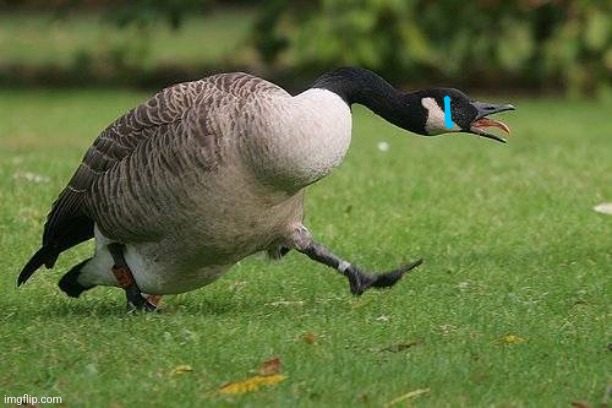 Angry Canada Goose | image tagged in angry canada goose | made w/ Imgflip meme maker