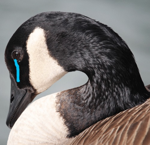 High Quality Sad Canada goose Blank Meme Template