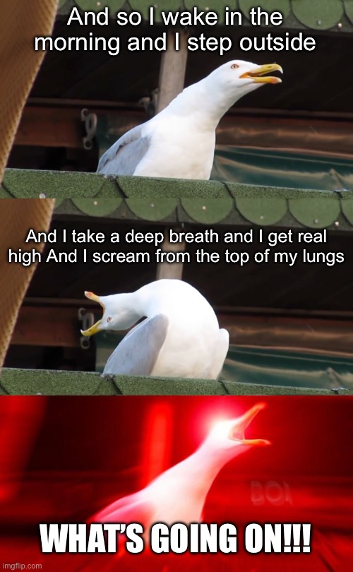 What’s going on | And so I wake in the morning and I step outside; And I take a deep breath and I get real high And I scream from the top of my lungs; WHAT’S GOING ON!!! | image tagged in inhaling seagull,what's going on | made w/ Imgflip meme maker