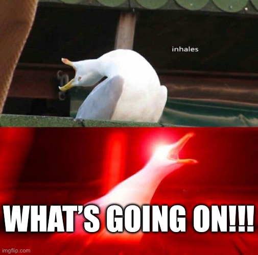 Inhaling Seagull  | WHAT’S GOING ON!!! | image tagged in inhaling seagull | made w/ Imgflip meme maker