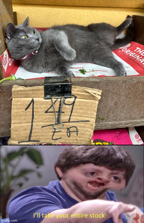 Bodega cat in queens, nyc | image tagged in i'll take your entire stock,ill take your entire stock,cat,cats,deal,business cat | made w/ Imgflip meme maker