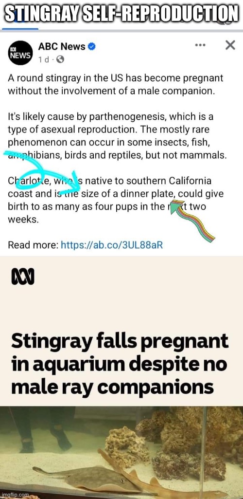 Stingray | STINGRAY SELF-REPRODUCTION | image tagged in reproduction,sex,lgbtq | made w/ Imgflip meme maker