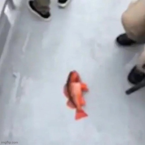 Fish | image tagged in fish | made w/ Imgflip meme maker