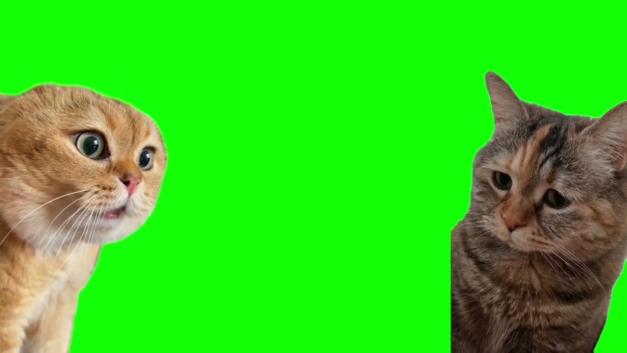 High Quality 2 cats talking Blank Meme Template
