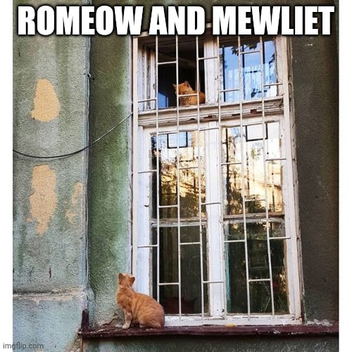Where for art my Romeow | ROMEOW AND MEWLIET | image tagged in cats | made w/ Imgflip meme maker
