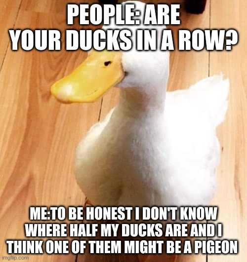 lol | PEOPLE: ARE YOUR DUCKS IN A ROW? ME:TO BE HONEST I DON'T KNOW WHERE HALF MY DUCKS ARE AND I THINK ONE OF THEM MIGHT BE A PIGEON | image tagged in smile duck | made w/ Imgflip meme maker