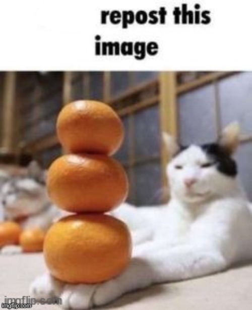 Don’t repost this image | image tagged in don t repost this image | made w/ Imgflip meme maker