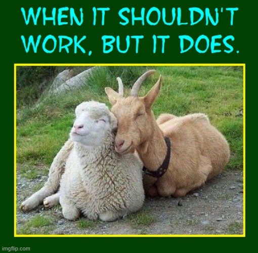 "Misery acquaints a man w/ strange bedfellows." —Shakespeare | image tagged in vince vance,lamb,sheep,goats,funny animal meme,love | made w/ Imgflip meme maker