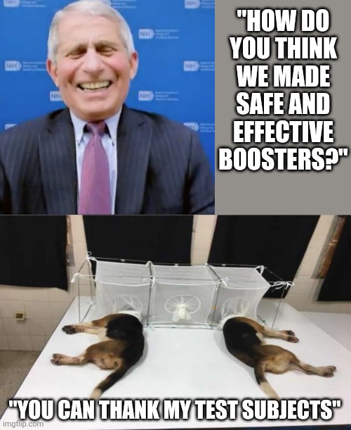 Fact check: Yes, Fauci did tie up beagle puppies and let sandflies eat their face. | "HOW DO YOU THINK WE MADE SAFE AND EFFECTIVE BOOSTERS?"; "YOU CAN THANK MY TEST SUBJECTS" | image tagged in fauci beagles,vaccine,dr evil | made w/ Imgflip meme maker