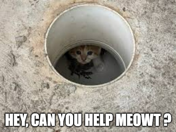meme by Brad the cat is trapped | HEY, CAN YOU HELP MEOWT ? | image tagged in cats,funny cat memes,humor,funny cat,cat meme | made w/ Imgflip meme maker